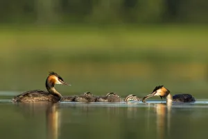 Great crested grebe (Podiceps cristatus) family on water, with adult feeding its young Great crested grebe (Podiceps cristatus) family on water, with adult feeding its young