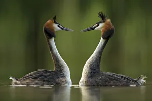 Great crested grebe (Podiceps cristatus) perfectly mimicking each others movements Great crested grebe (Podiceps cristatus) perfectly mimicking each others movements