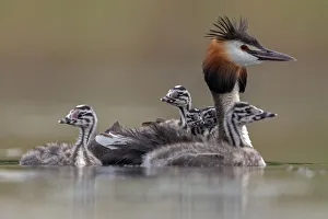 Great crested grebe (Podiceps cristatus) adult with young on its back and in the water Great crested grebe (Podiceps cristatus) adult with young on its back and in the water