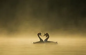 Great crested grebes (Podiceps cristatus) performing courtship ritual at dawn, Cheshire Great crested grebes (Podiceps cristatus) performing courtship ritual at dawn, Cheshire