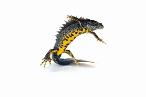 Great crested newt (Triturus cristatus) swimming Great crested newt (Triturus cristatus) swimming