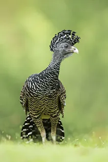 Great curassow (Crax rubra), Costa Rica Great curassow (Crax rubra), Costa Rica