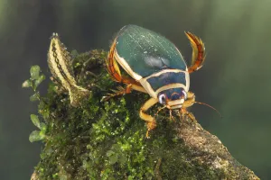 Great diving beetle (Dytiscus marginalis) and Dragonfly nymph (Aeshnidae), Europe, August Great diving beetle (Dytiscus marginalis) and Dragonfly nymph (Aeshnidae), Europe, August