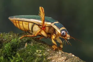 Great diving beetle (Dytiscus marginalis) male, Europe, August, controlled conditions Great diving beetle (Dytiscus marginalis) male, Europe, August, controlled conditions