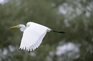 Great egret (Ardea alba) in flight, Elbe Biosphere Reserve, Lower Saxony, Germany Great egret (Ardea alba) in flight, Elbe Biosphere Reserve, Lower Saxony, Germany