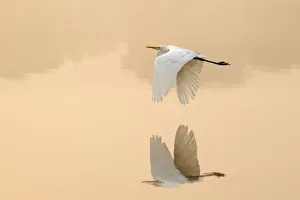 Great egret (Ardea alba) flying across lake, Ranthambhore National Park, India Great egret (Ardea alba) flying across lake, Ranthambhore National Park, India