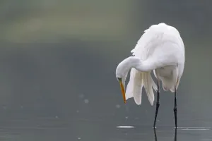 Great egret (Ardea alba) hunting for fish, Elbe Biosphere Reserve, Lower Saxony, Germany Great egret (Ardea alba) hunting for fish, Elbe Biosphere Reserve, Lower Saxony, Germany