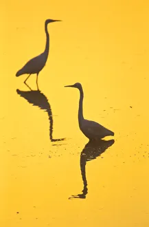 Two Great egrets (Ardea alba) wading, silhouetted at dawn, Keoladeo National Park Two Great egrets (Ardea alba) wading, silhouetted at dawn, Keoladeo National Park