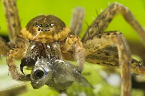 2018 may highlights/great fen raft spider dolomedes plantarius 2018 may highlights/great fen raft spider dolomedes plantarius