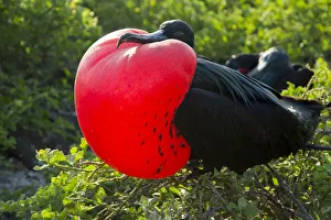 Great frigatebird (Fregata minor) male displaying inflated gular sac, Galapagos, Ecuador Great frigatebird (Fregata minor) male displaying inflated gular sac, Galapagos, Ecuador