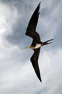 Great Frigatebird (Fregata minor) in flight over Midway Atoll. Midway Great Frigatebird (Fregata minor) in flight over Midway Atoll. Midway