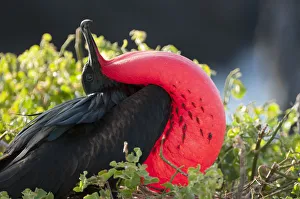 Great frigatebird (Fregata minor) male displaying inflated gular sac, Galapagos, Ecuador Great frigatebird (Fregata minor) male displaying inflated gular sac, Galapagos, Ecuador