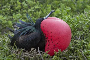 Great frigatebird (Phaethon aethereus) male at nest site, with gular sac inflated Great frigatebird (Phaethon aethereus) male at nest site, with gular sac inflated