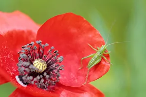 Great green bush-cricket (Tettigonia viridissima) and Common poppy (Papaver rhoeas) Great green bush-cricket (Tettigonia viridissima) and Common poppy (Papaver rhoeas)