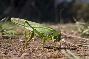 Great green bush-cricket (Tettigonia viridissima) female laying eggs, Sark, British Great green bush-cricket (Tettigonia viridissima) female laying eggs, Sark, British