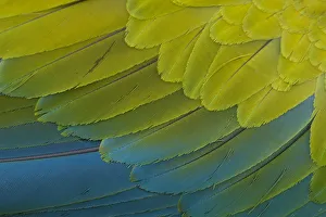 Great Green Macaw (Ara ambiguus) close up of feathers, El Manantial Macaw Sanctuary, Costa Rica Great Green Macaw (Ara ambiguus) close up of feathers, El Manantial Macaw Sanctuary, Costa Rica