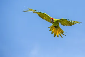 Great green macaw (Ara ambiguus) flying, La Selva Field Station, Costa Rica Great green macaw (Ara ambiguus) flying, La Selva Field Station, Costa Rica