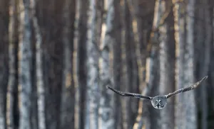 Great Grey Owl (Strix nebulosa) in flight, with forest behind, Rovaniemi Finland March Great Grey Owl (Strix nebulosa) in flight, with forest behind, Rovaniemi Finland March