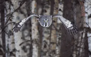 Great Grey owl (Strix nebulosa) flying through woodlands, Tornio, Finland, Scandinavia Great Grey owl (Strix nebulosa) flying through woodlands, Tornio, Finland, Scandinavia