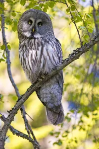 Great grey owl (Strix nebulosa) perched on branch, Finland. May Great grey owl (Strix nebulosa) perched on branch, Finland. May