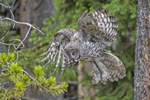 Great grey owl (Strix nebulosa) preparing to land, in tree, Yellowstone National Park Great grey owl (Strix nebulosa) preparing to land, in tree, Yellowstone National Park