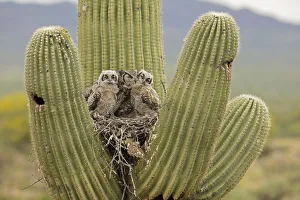 Great horned owl (Bubo virginianus) preening two chicks in nest in Saguaro (Carnegiea Great horned owl (Bubo virginianus) preening two chicks in nest in Saguaro (Carnegiea