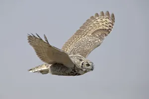 Great horned owl (Bubo virginianus) in flight. Saskatchewan, Canada, August Great horned owl (Bubo virginianus) in flight. Saskatchewan, Canada, August