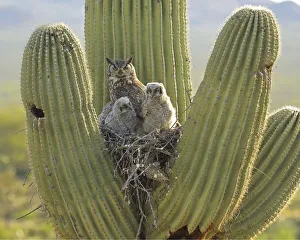 Great horned owl (Bubo virgininus) with chicks in nest in Saguaro cactus Great horned owl (Bubo virgininus) with chicks in nest in Saguaro cactus