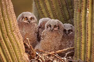 Images Dated 9th June 2003: Great horned owls (Bubo virginianus), young in nest, Arizona, USA Sonoran Desert