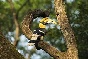 Great Indian Hornbill (Buceros bicornis) in forest habitat, Tamil Nadu, Western Ghats Great Indian Hornbill (Buceros bicornis) in forest habitat, Tamil Nadu, Western Ghats
