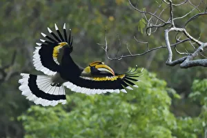 Great pied hornbill (Buceros bicornis) bird photographed in flight in Hong Bung He Great pied hornbill (Buceros bicornis) bird photographed in flight in Hong Bung He