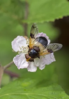 Great pied hoverfly (Volucella pellucens) feeding from bramble flower, Wiltshire, England, UK, July Great pied hoverfly (Volucella pellucens) feeding from bramble flower, Wiltshire, England, UK, July