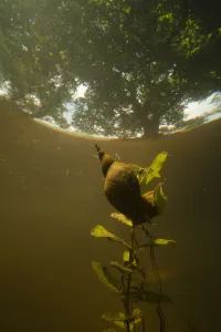 Great pond snail (Lymnaea stagnalis) trying to survive in ponds in broadleaf forest Great pond snail (Lymnaea stagnalis) trying to survive in ponds in broadleaf forest
