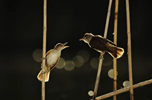 Great reed warbler (Arcocephalus arundinaceus) chick begging for food, with bokeh affect from water Great reed warbler (Arcocephalus arundinaceus) chick begging for food, with bokeh affect from water