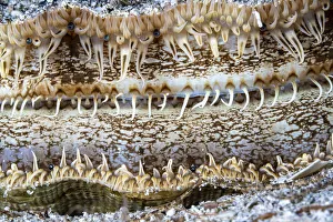 Detail of a Great scallop / King scallop (Pecten maximus) shell, Trondheimfjord, Norway, North Atlantic Ocean Detail of a Great scallop / King scallop (Pecten maximus) shell, Trondheimfjord, Norway, North Atlantic Ocean