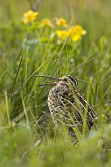 Great snipe (Gallinago media) calling, Matsalu National Park, Estonia, May 2009 Great snipe (Gallinago media) calling, Matsalu National Park, Estonia, May 2009