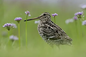 Great snipe (Gallinago media) near the Prypiat river, Belarus, June 2009 Great snipe (Gallinago media) near the Prypiat river, Belarus, June 2009