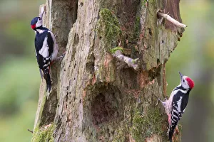 2020 february highlights/great spotted woodpecker dendrocopos major left 2020 february highlights/great spotted woodpecker dendrocopos major left