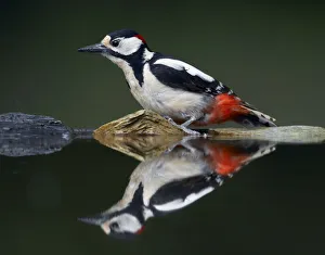 Great Spotted Woodpecker (Dendrocopus major) at water, Pusztaszer, Hungary, May 2008 Great Spotted Woodpecker (Dendrocopus major) at water, Pusztaszer, Hungary, May 2008