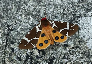 Great tiger moth (Arctia caja americana) Lac-Drolet, province, Quebec, Canada November Great tiger moth (Arctia caja americana) Lac-Drolet, province, Quebec, Canada November