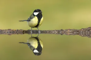 Great Tit (Parus major) drinking at garden pond, Scotland, UK. July Great Tit (Parus major) drinking at garden pond, Scotland, UK. July