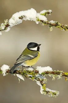 Great tit (Parus major) perched on branch in snow, Scotland, UK, December Great tit (Parus major) perched on branch in snow, Scotland, UK, December