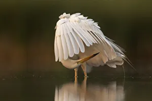 Great white egret (Egretta Alba) preening its feathers, Valkenhorst Nature Reserve Great white egret (Egretta Alba) preening its feathers, Valkenhorst Nature Reserve