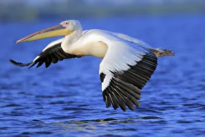 Great white pelican (Pelecanus onocrotalus) flying over water, Danube Delta, Romania Great white pelican (Pelecanus onocrotalus) flying over water, Danube Delta, Romania