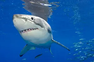 Great white shark (Carcharodon carcharias) portrait, Guadalupe Island, Mexico, Pacific Great white shark (Carcharodon carcharias) portrait, Guadalupe Island, Mexico, Pacific