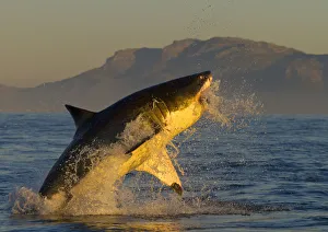 Great white shark (Carcharodon carcharias) leaping out of the water. False Bay, South Africa Great white shark (Carcharodon carcharias) leaping out of the water. False Bay, South Africa