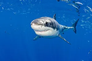 Great white shark (Carcharodon carcharias) Guadalupe Island, Mexico, Pacific Ocean Great white shark (Carcharodon carcharias) Guadalupe Island, Mexico, Pacific Ocean