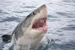 Great white shark (Carcharodon carcharias) breaking surface with mouth open. Guadalupe Island Great white shark (Carcharodon carcharias) breaking surface with mouth open. Guadalupe Island