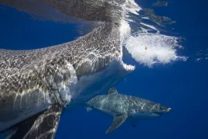 Great white shark (Carcharodon carcharias), two below surface. Guadalupe Island, Mexico Great white shark (Carcharodon carcharias), two below surface. Guadalupe Island, Mexico