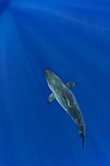 Great white shark (Carcharodon carcharias) from above. Guadalupe Island, Baja California, Mexico Great white shark (Carcharodon carcharias) from above. Guadalupe Island, Baja California, Mexico
